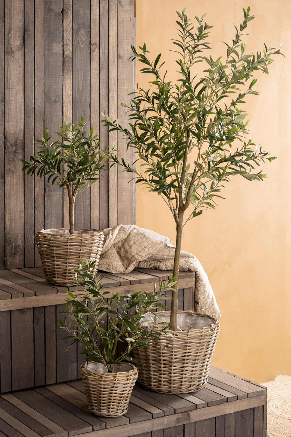 Olivenbaum in Topf klein – Mood Home Decor