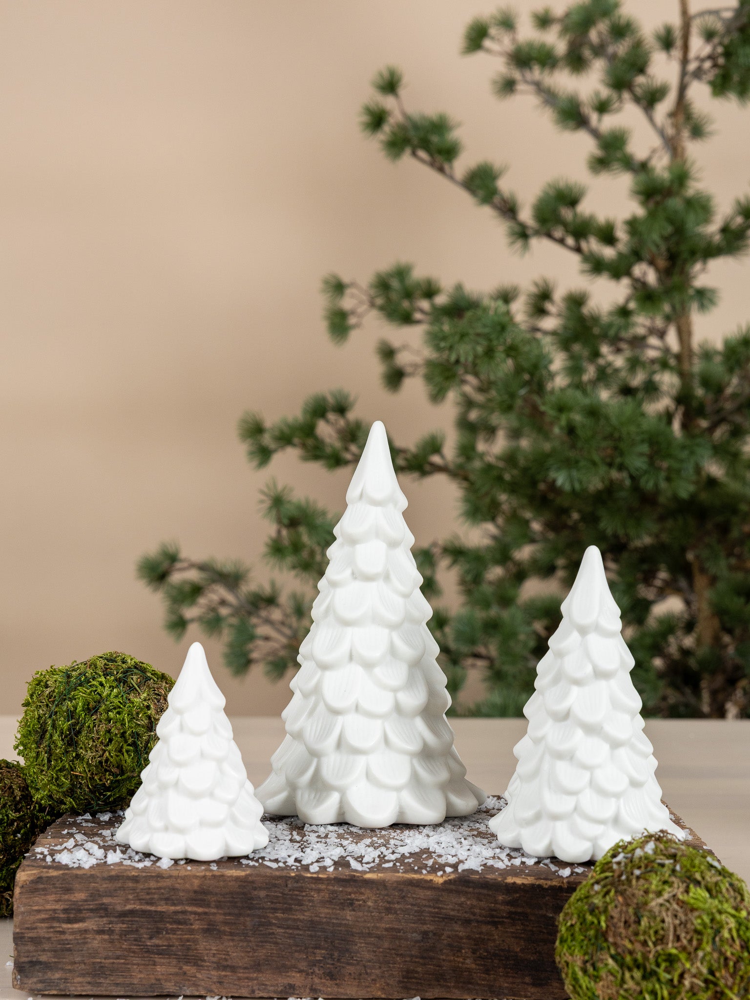 Tannenbaum in 3 verschiedenen Grössen
