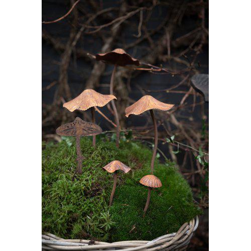 Pilze in 3 verschiedenen Grössen