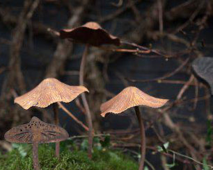 Pilze in 3 verschiedenen Grössen