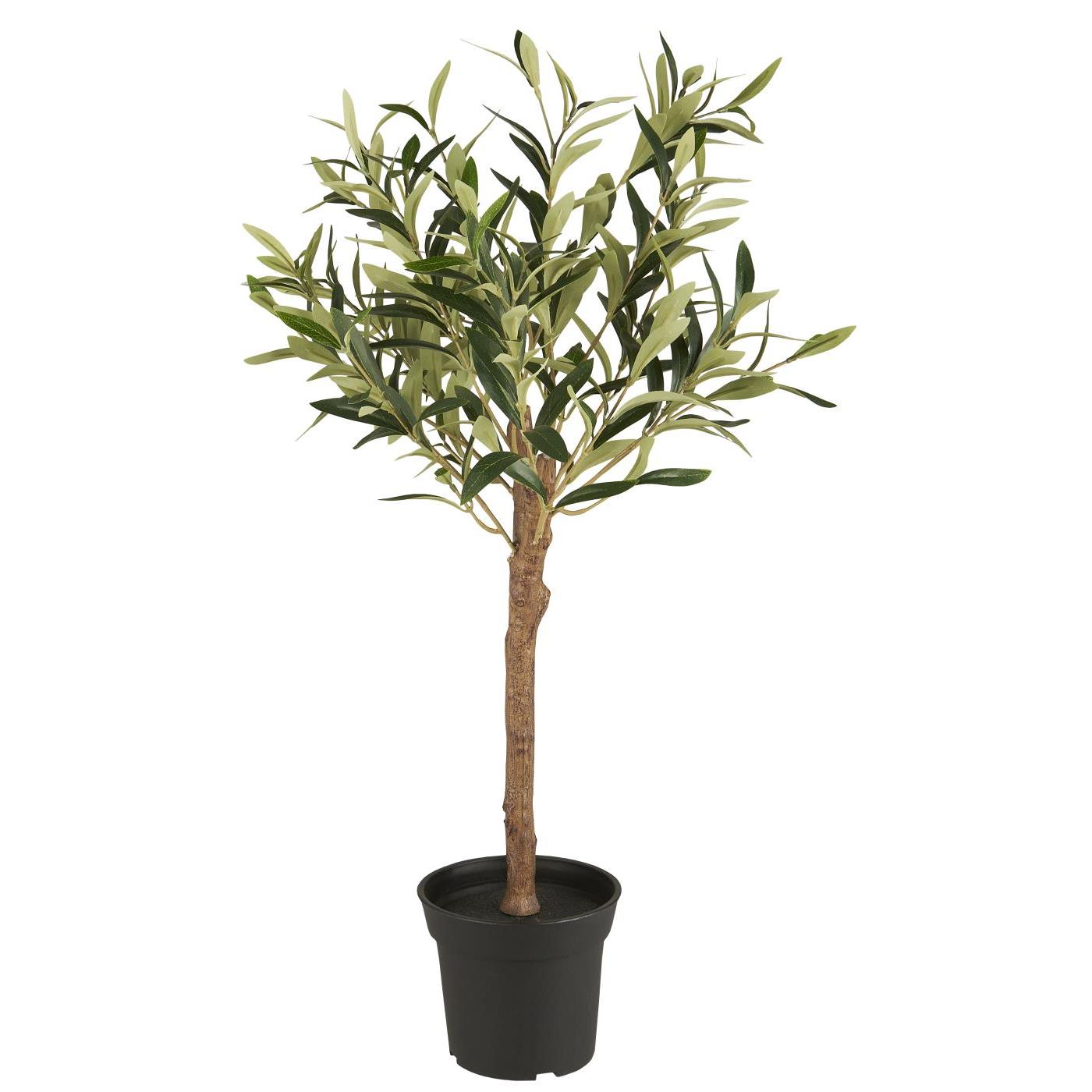 Olivenbaum in Topf klein